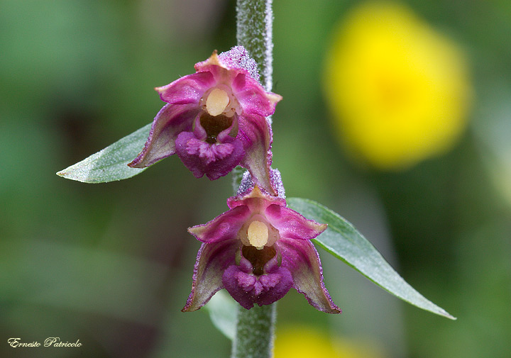 Epipactis atrorubens